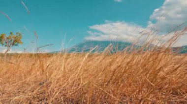 Uçsuz bucaksız bir altın çim tarlası meltemde usulca sallanıyor, açık mavi gökyüzünün altında uzak bir dağ var. Kabarık beyaz bulutlar üzerinde sürükleniyor, sakin bir manzara yaratıyor..