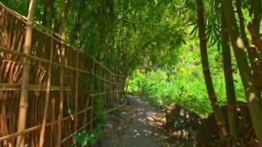 Bambu çitlerle çevrili yemyeşil bir ormanın içinden geçen sakin bir patika. Güneş ışığı ağaçların arasından süzülür, canlı yaprakları aydınlatır ve barışçıl bir atmosfer yaratır..