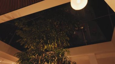 Sıcak ışıkla aydınlatılmış cam bir tavanın altındaki büyük bir ağaç manzarası. Dekorun rahat ve modern bir atmosferi var, camlarda yansımalar görülüyor..