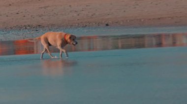 Plajda yürüyen bir golden retriever ıslak kumda yansımaları ve plaj eşyalarının rengarenk arkaplanlarıyla.