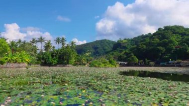 Bereketli yeşillikler ve palmiye ağaçlarıyla çevrili, su zambaklarıyla dolu sakin bir göletin bulunduğu sakin bir manzara. Arka planda, parlak mavi gökyüzünün altında yuvarlanan tepeler tüylü beyaz bulutlarla.