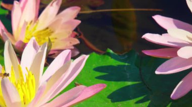 Yeşil zambaklarla çevrili, dingin bir gölette açan güzel pembe nilüferlerin yakın çekimi ve yansıtan güneş ışığı..