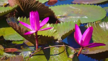 Etrafı büyük yeşil nilüferlerle çevrili, dingin bir gölette açan iki canlı pembe nilüfer. Güneş ışığı sudan yansıyarak sakin bir atmosfer yaratır..