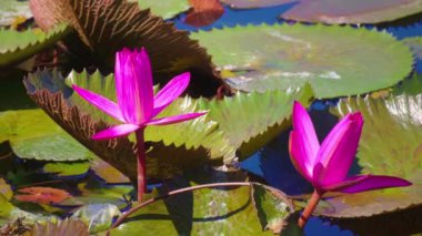 İki canlı pembe nilüferler yeşil nilüferlerle çevrili dingin bir gölette çiçek açıyor..