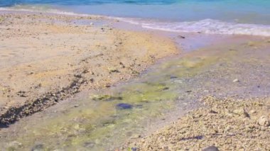 Sakin bir kumsalın sakin bir denizle buluştuğu sakin bir sahil sahnesi. Su, kıyı şeridi boyunca yeşil alg izleri ile temiz. Küçük dalgalar yavaşça kuma çarpar ve barışçıl bir atmosfer yaratır..