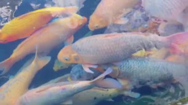 Çeşitli balıkların birlikte yüzdüğü, renkli pullarını ve benzersiz desenlerini gösteren yakın çekim. Arka plan bulanık bir su ortamı..