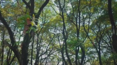 Yaprakların arasından süzülen güneş ışığıyla yemyeşil ağaçlardan oluşan gür bir gölgelik, sakin ve sakin bir atmosfer yaratıyor..