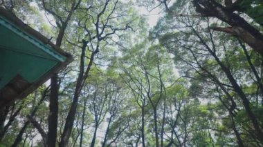 Yaprakların arasından süzülen güneş ışığıyla, yoğun yeşil ağaçların arasından yukarıya bakan bir manzara. Görüntü doğanın sükunetini yakalıyor, parlak bir gökyüzüne karşı canlı yaprakları gösteriyor..