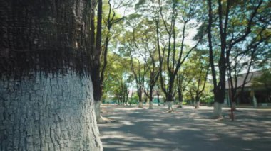 Bereketli yeşil yapraklı uzun ağaçların olduğu sakin bir park sahnesi. Ön planda desenli bir ağaç gövdesi var. Arka planda ise ağaçlarla kaplı bir patika var. Huzurlu bir atmosfer yaratıyor..