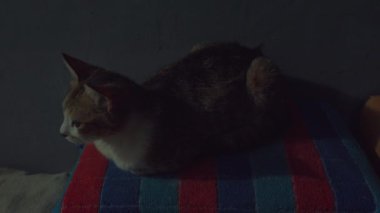 Loş bir odada renkli bir battaniyenin üzerinde dinlenen bir kedi. Kedinin kürk rengi karışımı var ve rahat bir şekilde kıvrılıp rahat duruşunu sergiliyor..