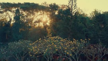 Yeşillik ve uzun ağaçlarla çevrili, sarı çiçekli, çiçek açan ağaçların bulunduğu sakin bir manzara. Güneş arka planda batıyor, sahne üzerine sıcak bir parıltı saçıyor..