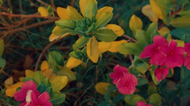 Etrafı yemyeşil yapraklar ve sararmış yapraklarla çevrili pembe çiçeklerden oluşan canlı bir yakın plan. Kompozisyon, parlak çiçekler ve yeşillik arasındaki zıtlığı gözler önüne seriyor ve canlı bir bahçe sahnesi oluşturuyor..