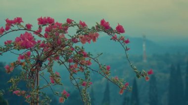 Yeşil tepelerin yumuşak, bulanık arka planına ve uzak kuleye karşı canlı pembe bougainvillea çiçeklerinin yakın çekimi. Sahnenin sessiz renklerle dolu, rüya gibi, atmosferik bir kalitesi var..