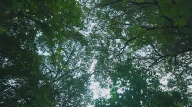 Yoğun bir ağaç gölgesinden yukarı bakan bir manzara, parlak bir gökyüzüne karşı yeşil yaprakların ve dalların karışımını gösteriyor..