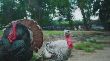 İki hindi, biri siyah ve biri beyaz, arka planda yeşillik olan doğal bir ortamda görülür. Beyaz hindi yakınlarda dururken siyah hindi tüylerini belli eder..