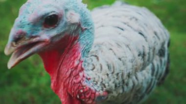 Mavi kafalı, kırmızı boyunlu, yeşil çimenli arka planda, renkli bir hindinin yakın çekimi..