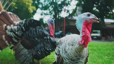 Çimenli bir alanda iki hindi, birinin renkli tüyleri ve diğerinin daha sessiz bir rengi var. Arka planda ağaçlar ve bir bina var, doğal bir ortam yaratıyor..