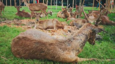 Bir grup geyik otlak bir alanda dinleniyor ve otluyor, bazı geyikler yerde yatıyor ve diğerleri ayakta duruyor. Sahne huzurlu ve doğal, vahşi yaşamın güzelliğini gösteriyor..