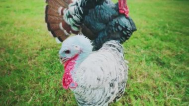 Çimenli bir tarlada iki hindi, birinin beyaz ve gri tüyleri ve diğerinin koyu tüyleri ve renkli bir kuyruğu var. Yerleri eşeliyorlar..