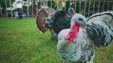 Çimenli bir alanda iki hindi, biri tüylerini gösterirken diğeri yakınlarda duruyor. Sahne, bu kuşların doğal davranışlarını çiftlik ortamında yakalıyor..