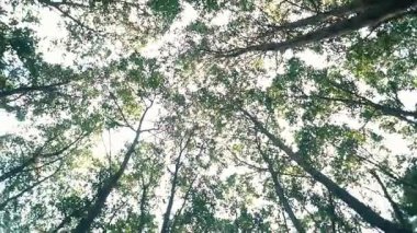 Yoğun bir ağaç gölgesinden yukarı bakan, yaprakların arasından süzülen güneş ışığıyla sakin ve sakin bir atmosfer yaratan bir manzara..