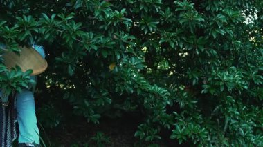 Geleneksel giyimli, konik şapka takan bir kişi, yeşil yaprakların arasında zarif bir şekilde poz verir. Kıyafet karmaşık kalıplar içeriyor, kültürel mirası doğayla harmanlıyor..