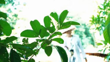 Ön planda yemyeşil yaprakların yer aldığı sakin bir açık hava sahnesi, arka planda canlı yeşilliklerle çevrili, geleneksel giyinmiş bulanık bir figür..