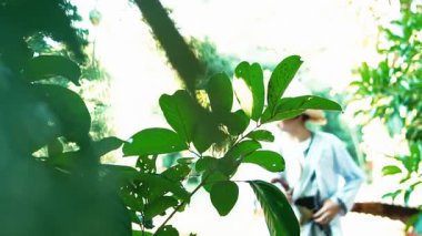 Ön planda yemyeşil yeşilliklerin yer aldığı sakin bir sahne, arka planda bir figürü kısmen gizliyor. Güneş ışığı yaprakların arasından süzülerek sakin bir atmosfer yaratır..