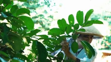Hasır şapka takan bir kişinin yeşil yaprakları canlı yeşillik ve doğal ışıkla çevrili verimli bir ortamda dikkatlice incelediği görülüyor..