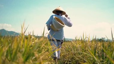 Geleneksel kıyafetler ve koni şapkası takmış bir çiftçi pirinç tarlasında yürüyor. Sahne, tarımsal yaşamın güzelliğini yakalıyor. Altın pirinç bitkileri açık mavi bir gökyüzünün altında meltemde sallanıyor..