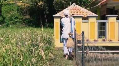 Beyaz elbiseli bir kişi yemyeşil pirinç tarlalarıyla çevrili küçük sarı bir binaya doğru yürür. Sahne, ön planda bir çitle kırsal yaşamı ve tarımı yakalıyor..