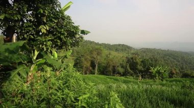 Bereketli yeşil tepelerin ve açık gökyüzünün altındaki pirinç tarlalarının manzarası. Ön planda muz bitkileri ve diğer yeşillikler de dahil olmak üzere canlı bir bitki örtüsü yer alıyor ve sakin bir kırsal alan yaratıyor..