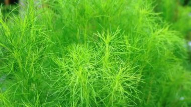 Canlı yeşil, tüylü yaprakların yakın plan görüntüsü, yaprakların karmaşık desenlerini ve dokularını gözler önüne seriyor. Yeşillik taze ve canlı bir atmosfer yaratır..