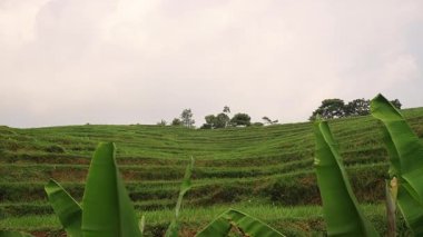 Önünde yemyeşil çimenler ve muz yaprakları olan teraslı pirinç tarlalarının manzarası. Gökyüzü bulutlu, manzaraya dingin bir atmosfer ekliyor..