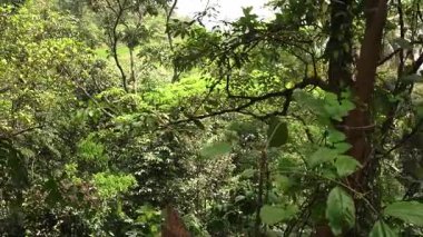 Yoğun yeşillik ve yeşilin çeşitli tonlarıyla yemyeşil bir orman sahnesi. Güneş ışığı yaprakların arasından süzülerek sakin ve sakin bir atmosfer yaratır..