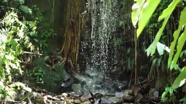 Bereketli yeşil yapraklar ve tropikal bitkilerle çevrili kayaların üzerinde çağlayan sakin bir şelale. Su aşağıdaki küçük bir havuza nazikçe sıçrıyor ve sakin bir atmosfer yaratıyor..