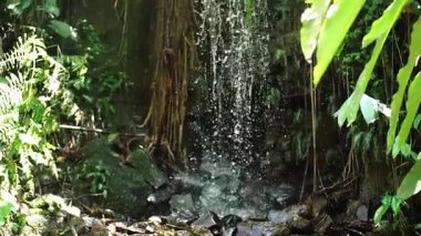 Bereketli yeşil yapraklarla çevrili kayalardan akan sakin bir şelale. Sahne, su ve canlı bitkilerle doğanın güzelliğini yakalar..