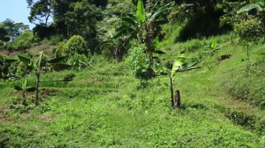Muz ağaçları ve yoğun bitki örtüsünden oluşan yemyeşil bir manzara, arka planda tepelik bir arazi var. Sahne parlak ve canlı, doğanın güzelliğini gözler önüne seriyor..