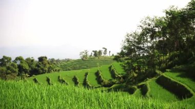 Parlak gökyüzünün altında yemyeşil pirinç tarlaları, ağaçlar ve arka planda uzak tepeler var..