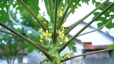 Sarı çiçekli ve yeşil yapraklı bir papaya ağacının yakından görüntüsü gövde ve yaprağın dallanma yapısını gösteriyor..