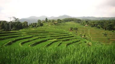 Bereketli yeşil teraslı pirinç tarlalarının manzarası. Arkasında yuvarlanan tepeler bulutlu bir gökyüzünün altında..