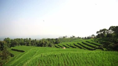 Berrak mavi gökyüzünün altında yemyeşil, teraslı pirinç tarlalarının manzarası. Manzarada katmanlı tarlalar, ağaçlar ve uzak tepeler var. Huzurlu bir tarım ortamı yaratıyorlar..