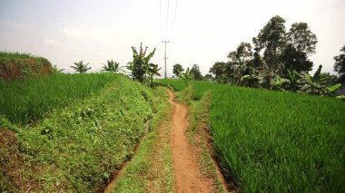 Berrak bir gökyüzünün altında ağaçlar ve muz bitkileriyle çevrili yemyeşil pirinç tarlaları arasında dolambaçlı toprak bir yol içeren manzaralı bir kırsal bölge..