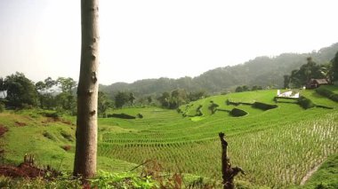 Yamaçtaki yemyeşil pirinç teraslarının manzarası. Parlak gökyüzünün altında ağaçlar ve dağlarla çevrili..