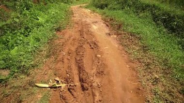 Her iki tarafında çim ve pirinç tarlaları olan yemyeşil çimenlikte kıvrılan çamurlu bir patika. Patikada yağmur izleri var. Derin lastik izleri ve ıslak toprak var..