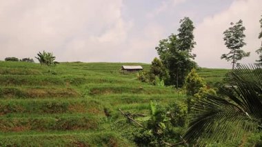Bulutlu bir gökyüzünün altında yemyeşil teraslı pirinç tarlalarının bulunduğu huzurlu bir manzara. Ağaçlar ve bitkilerle çevrili küçük bir ahşap kulübe yeşilliklerin arasında görünür..