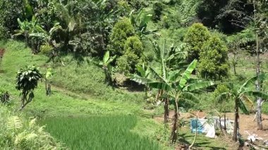Çeltik tarlaları, muz ağaçları ve tropikal bitki örtüsünün bulunduğu yemyeşil bir arazi. Sahne yeşilin çeşitli tonlarıyla hareketli, sakin kırsal bir ortam sergiliyor..
