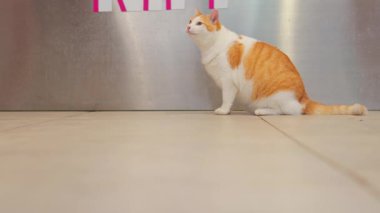 Parlak pembe harflerle 