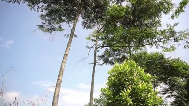 Berrak mavi gökyüzüne karşı yemyeşil ağaçların sakin manzarası doğanın sükunetinin özünü yakalıyor..