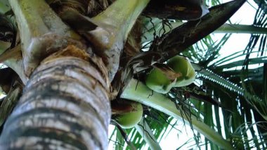 Hindistan cevizi ağacının yapraklarının arasında yeşil hindistan cevizi olan gövdesinin yakın görüntüsü. Görüntü kabuğun dokusunu ve canlı yaprakları yakalar..